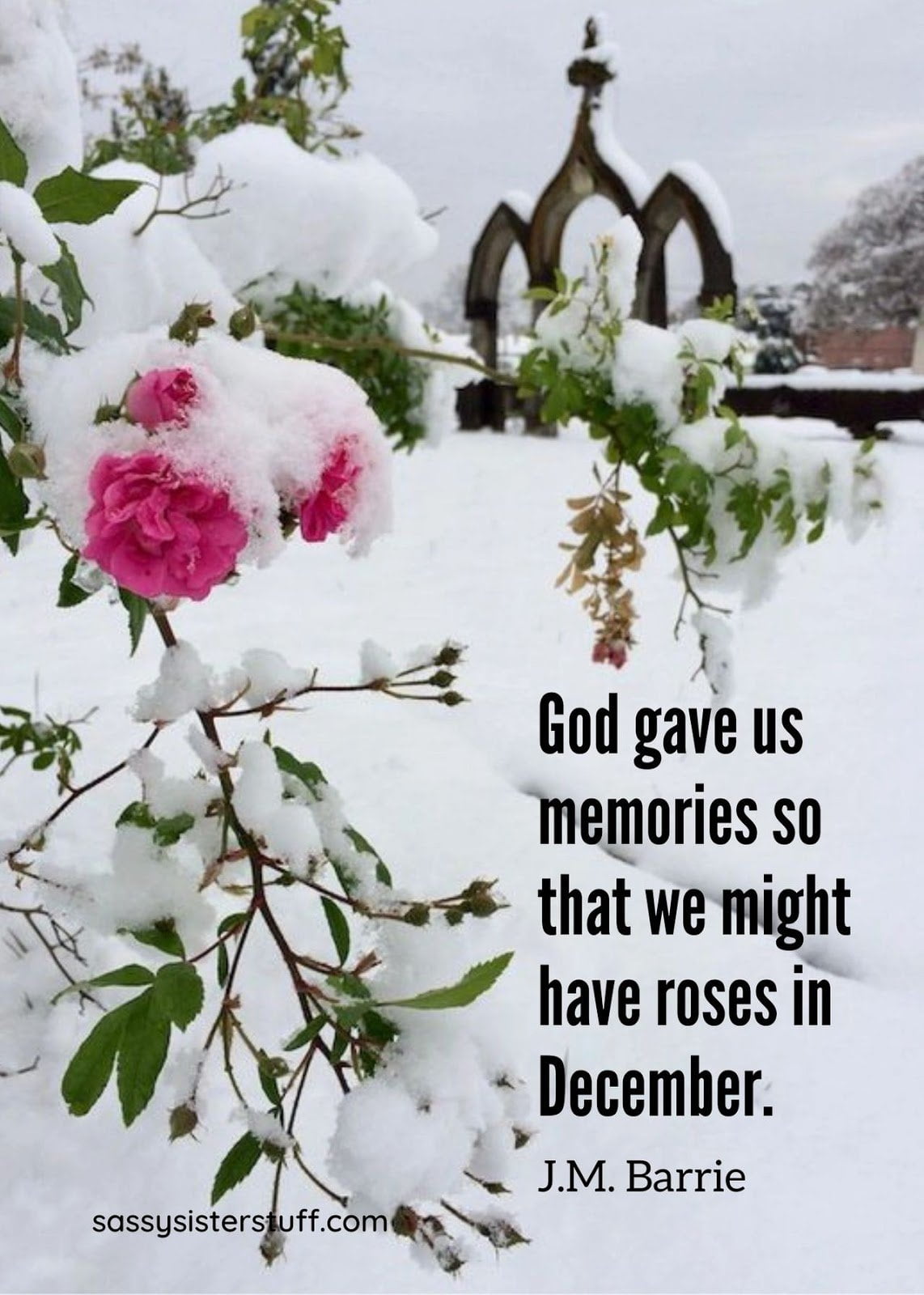 Christmas Messages to warm your heart | pink roses in the snow