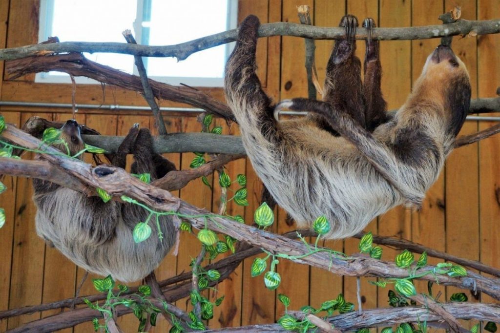 two three toes sloths hang on branches on exhibit at animal adventure park