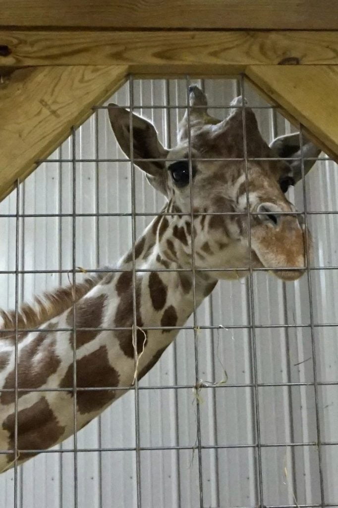 april the giraffe peeks out the window of her exhibit and watches visitors leave