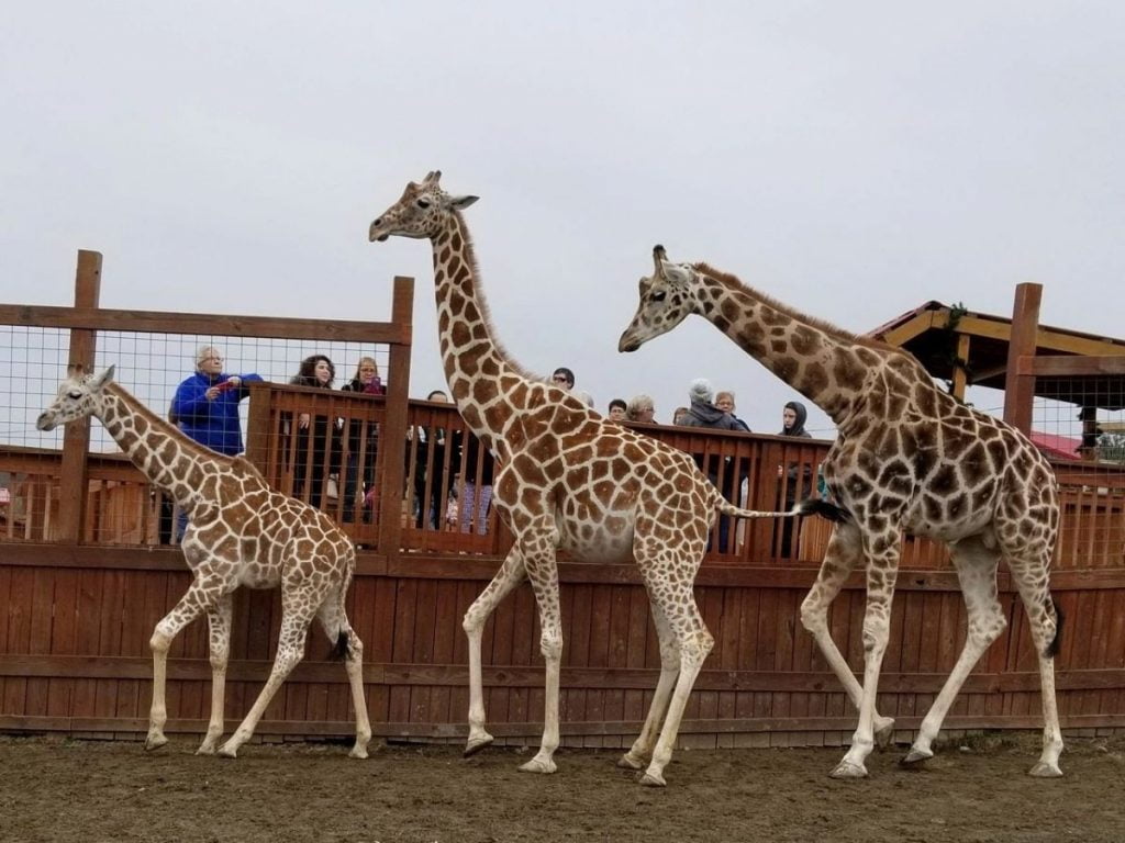 momma daddy and baby giraffe greet guests on the visitor deck at animal adventure park