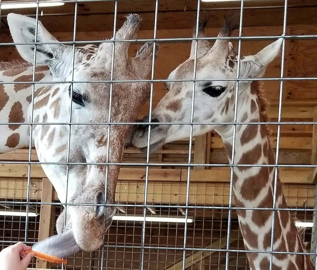 momma giraffe and baby giraffe greet a visitor and eat carrots