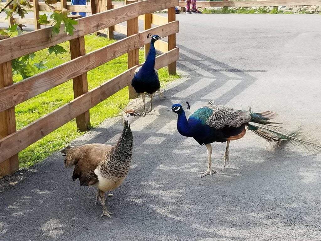 three colorful peacocks wander the grounds of animal adventure park