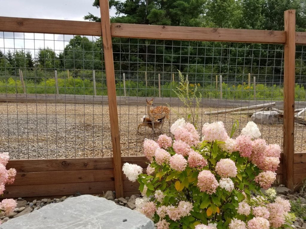 young baby deer feeds from his momma deer in the early spring