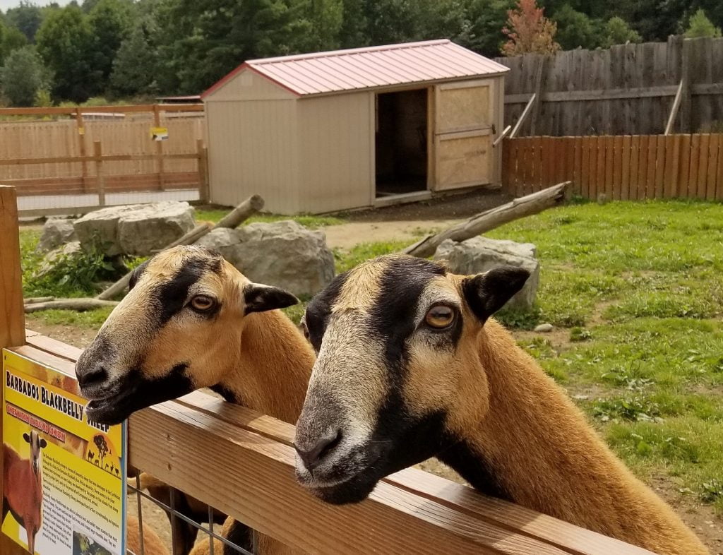two black belly sheep wait at the fence for visitors to feed them pellets of food