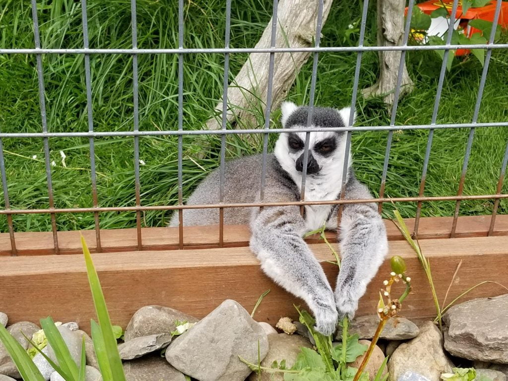 a ring tailed lemur watches park visitors through the fence at my favorite animal adventure park