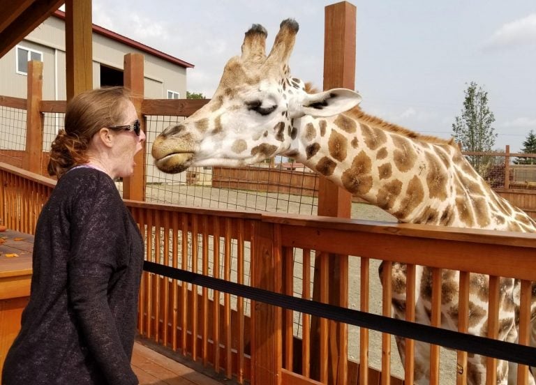 a woman who wanted to meet a giraffe has a funny expression on her face when she comes face to face with a large giraffe.