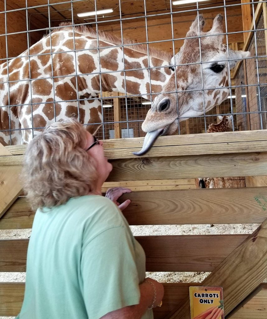 woman meets april the giraffe face to face at animal adventure park