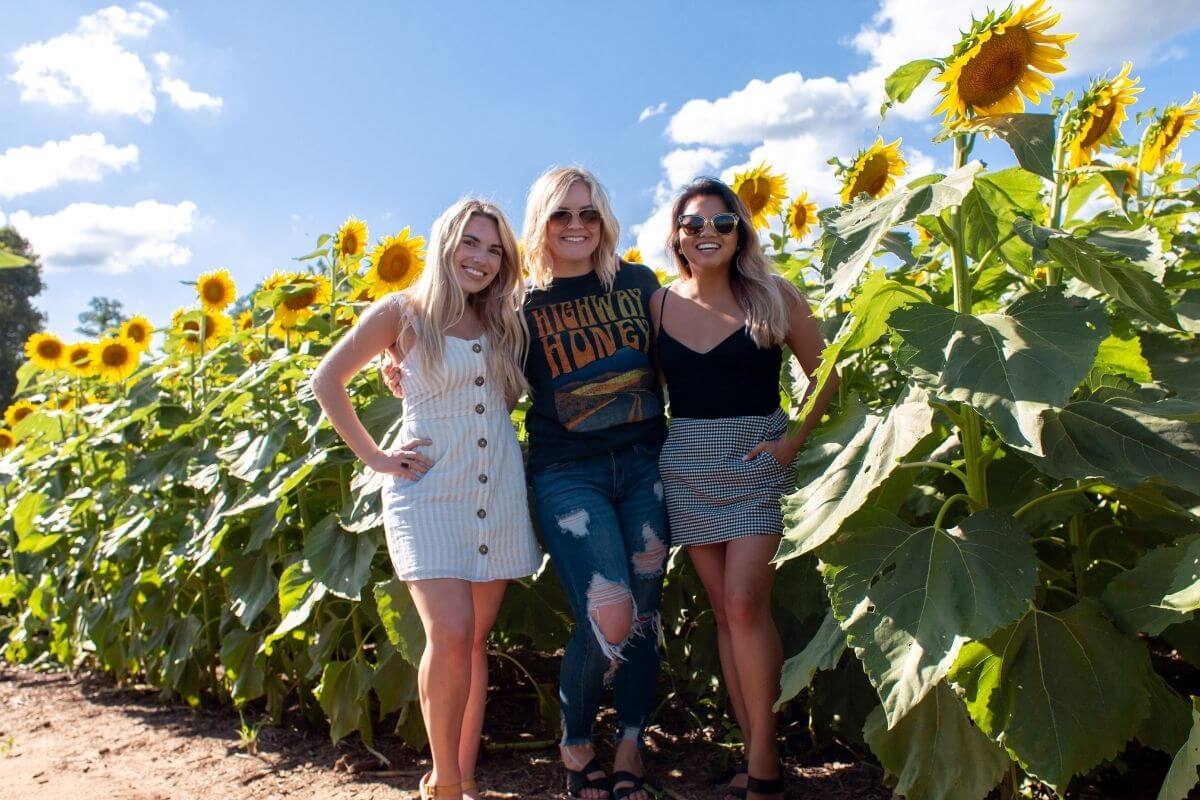 three happy young ladies enjoy social interactions together in a sunflower field