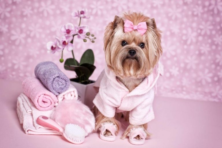 Celebrating Our Pets: Unconditional Love