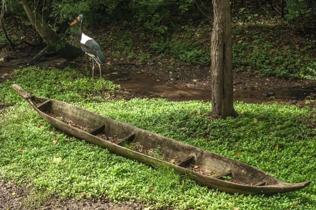 stork stands near an old canoe and small pond at the Nashville Zoo