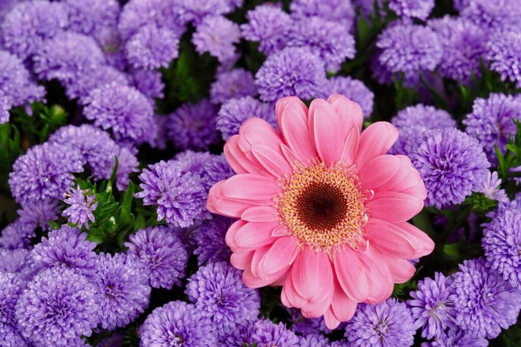 top view of pick daisy in a bunch of lavender flowers