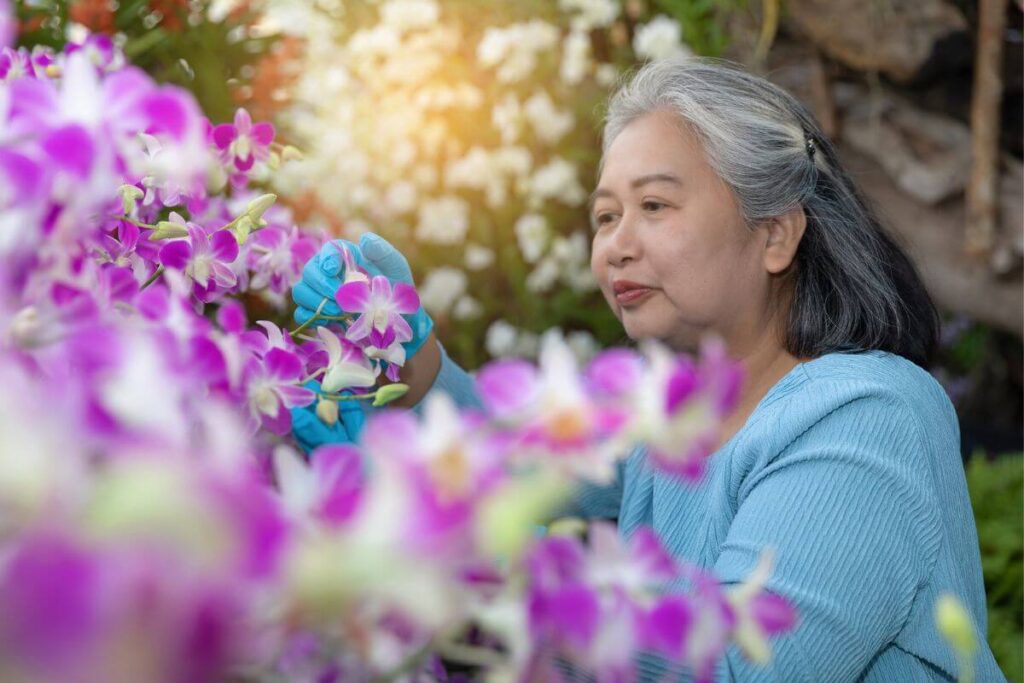 a middle aged Asian woman works in her garden of lavender flowers