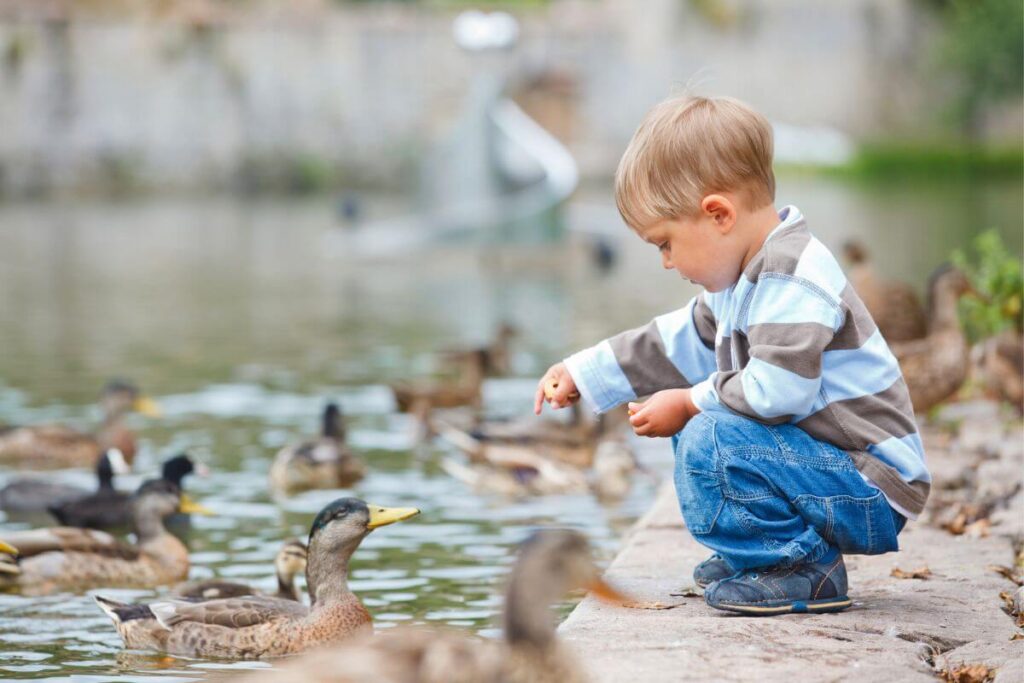 a little boy spending time feeding a family of ducks