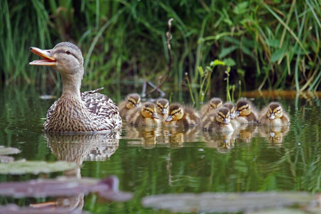 a dozen ducklings follow their mom in the water and the mom duck is quacking to them