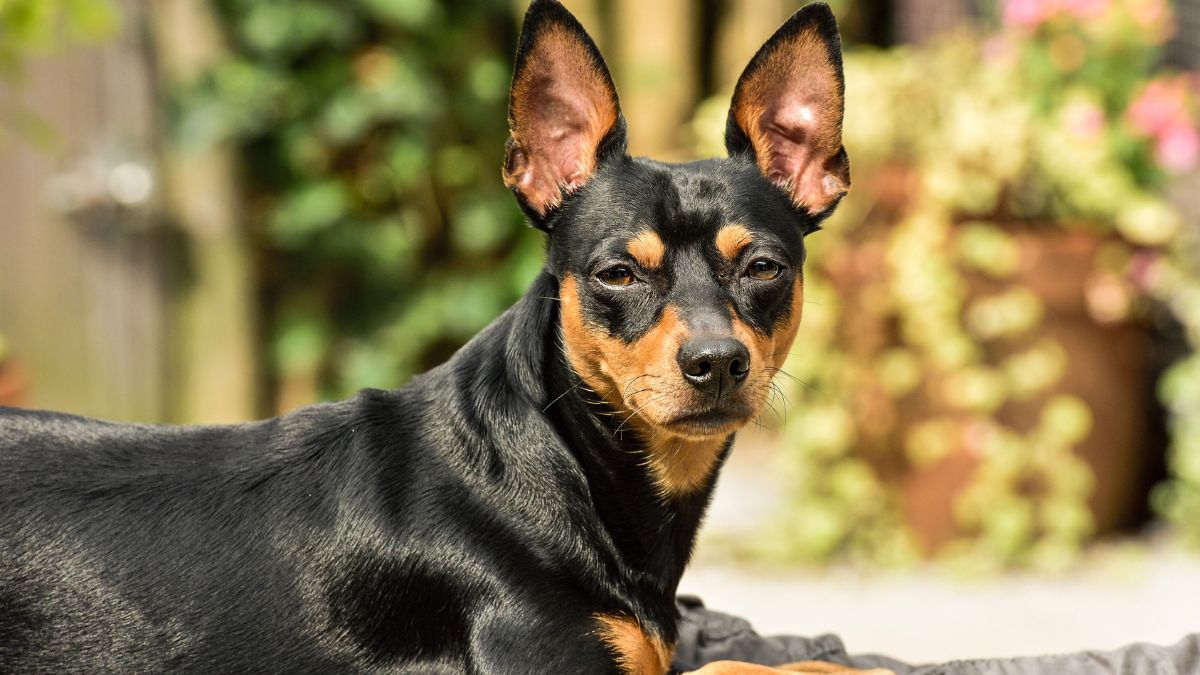 Stuff Min Pin 15 Low-Maintenance Dog Breeds That Are Easy to Love | Sassy Sister Stuff