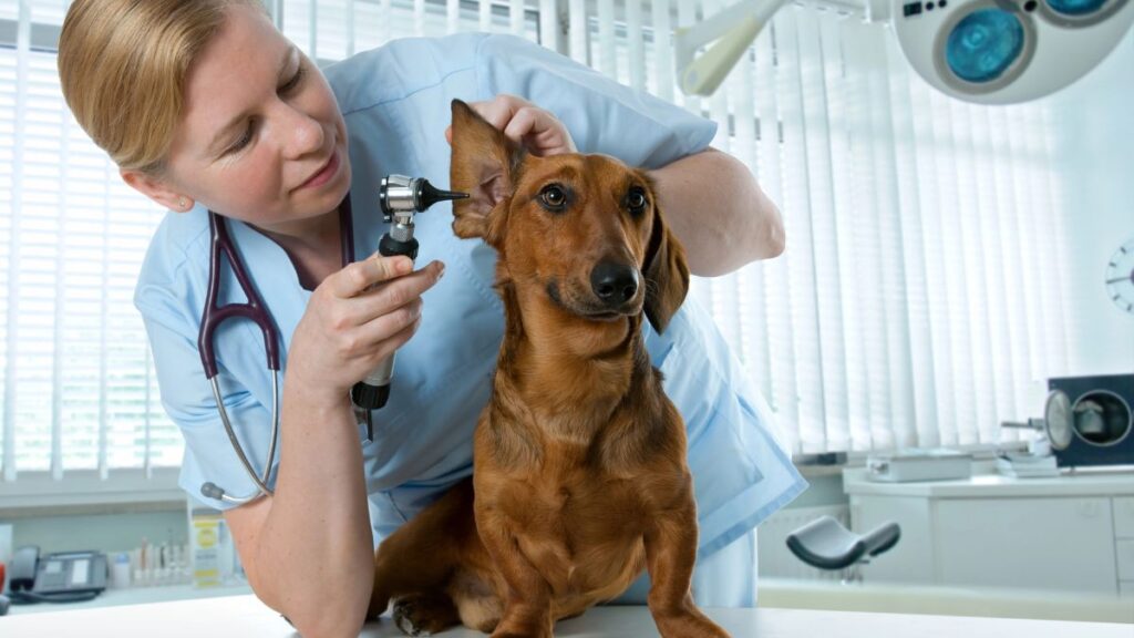 dog at vet