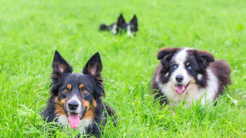 dogs in the grass