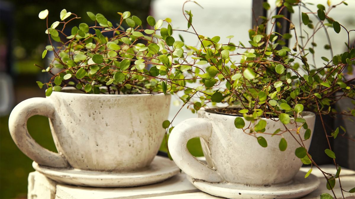 tea cup planter