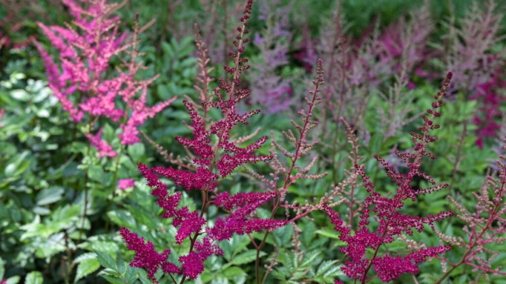 Astilbe