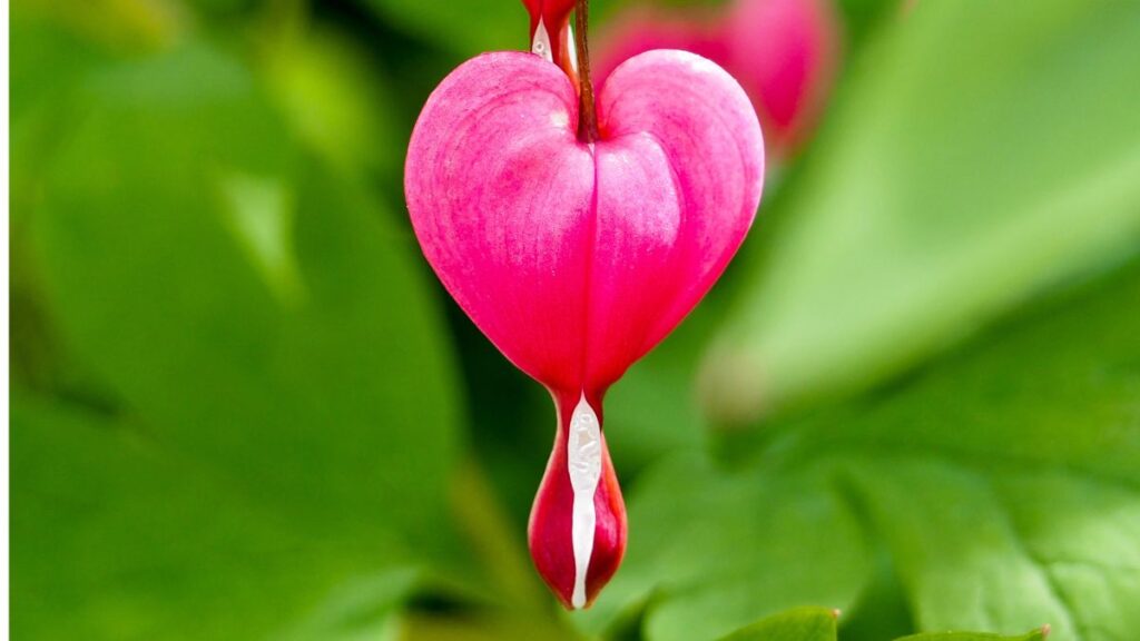 Bleeding Heart