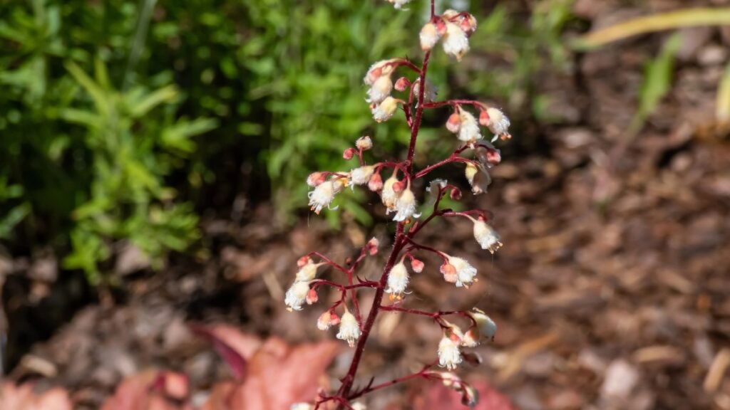 Coral Bells