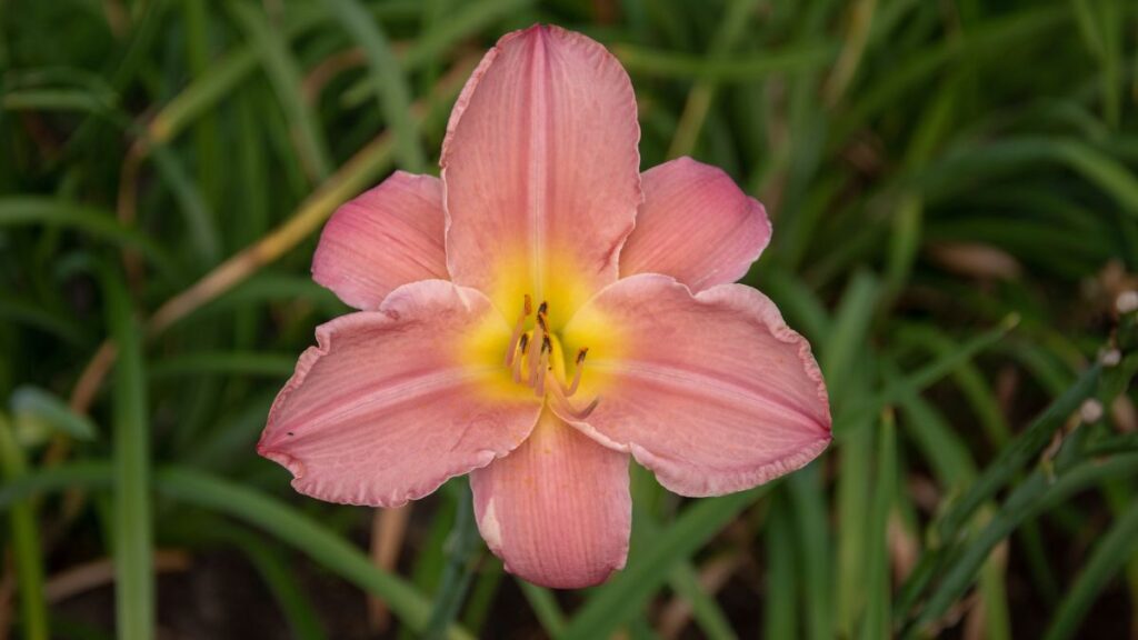 Daylily