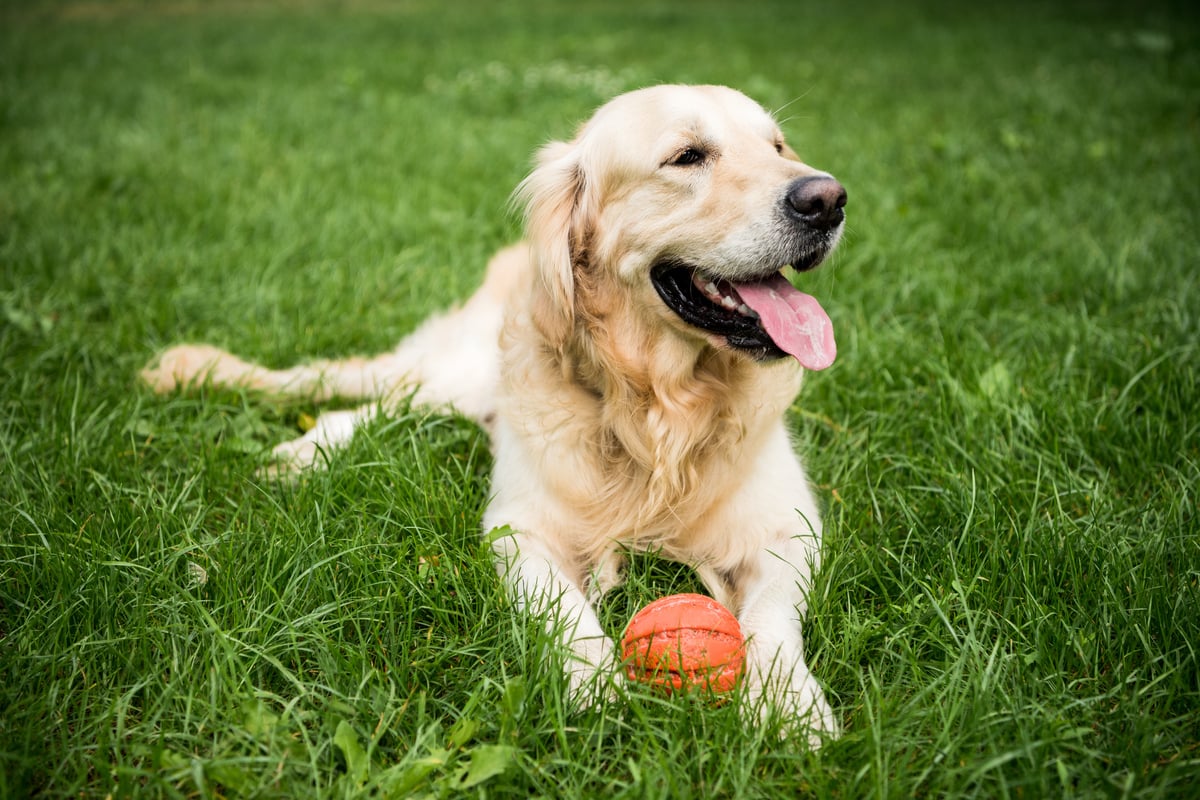The Top 20 Dog Breeds If You Have Kids | Sassy Sister Stuff