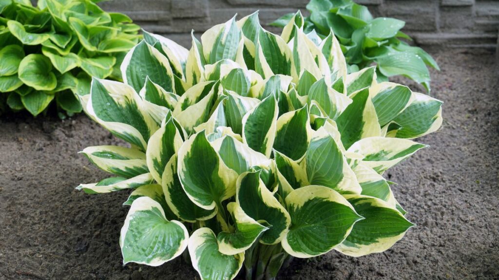 Hostas
