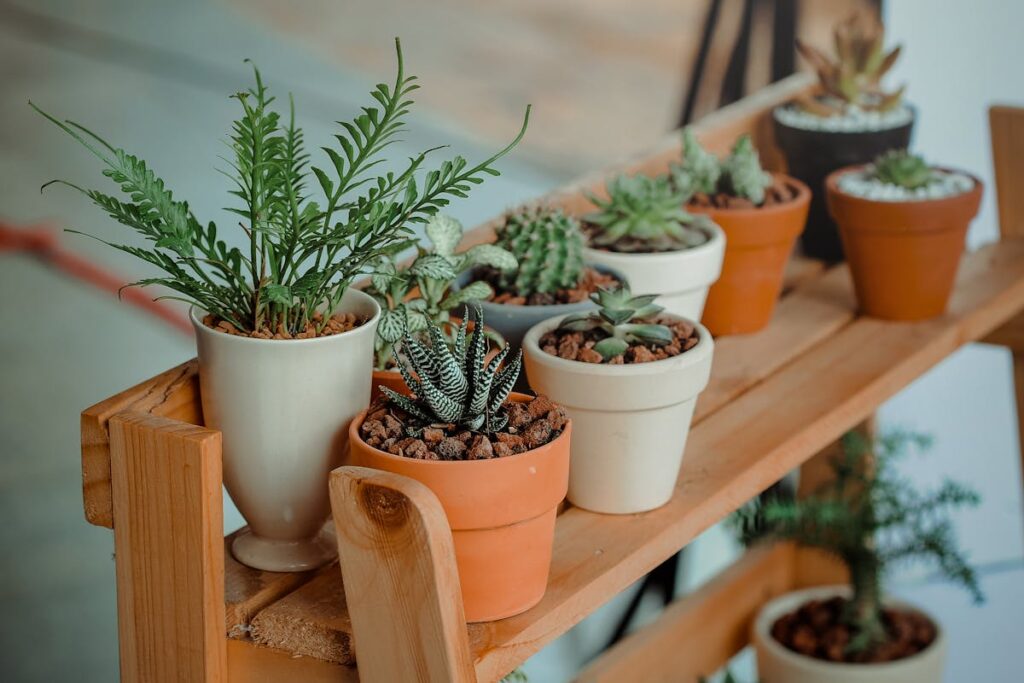 Green Indoor Potted Plant Lot
