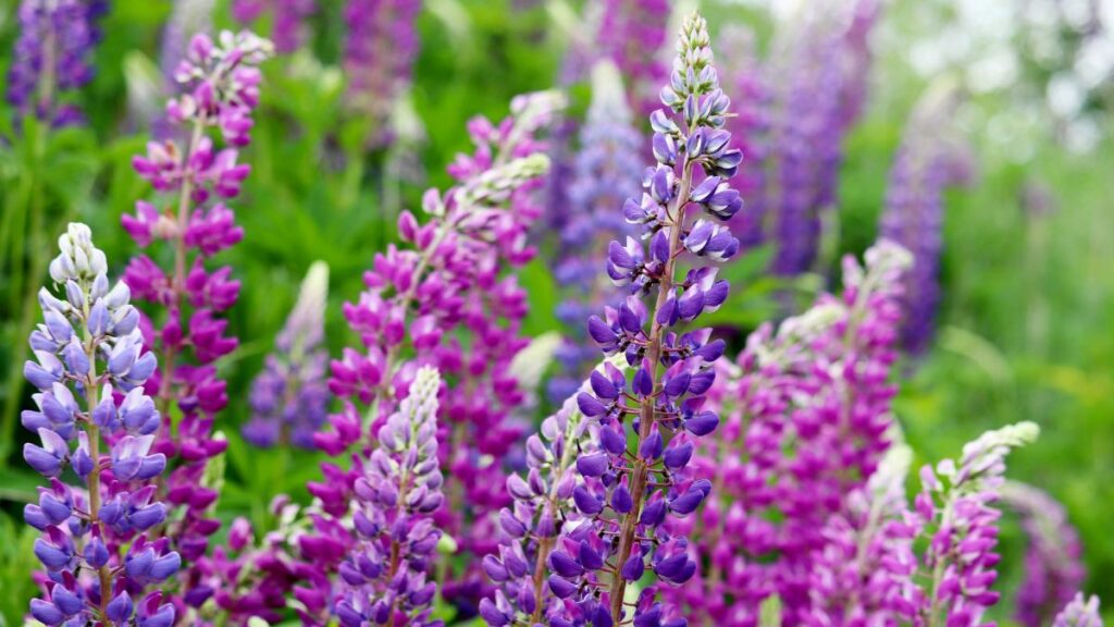 Lupine