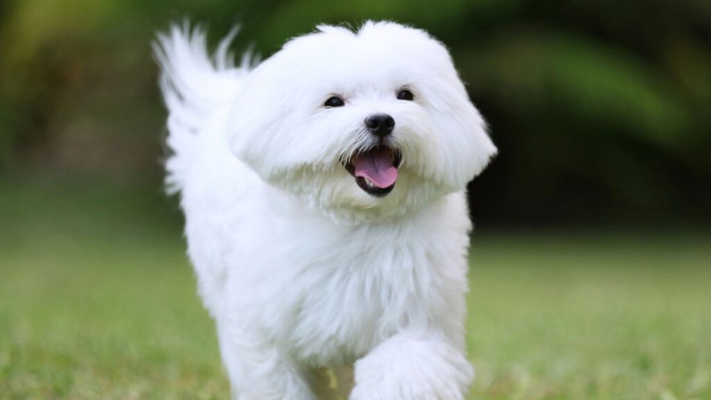 Maltese dog