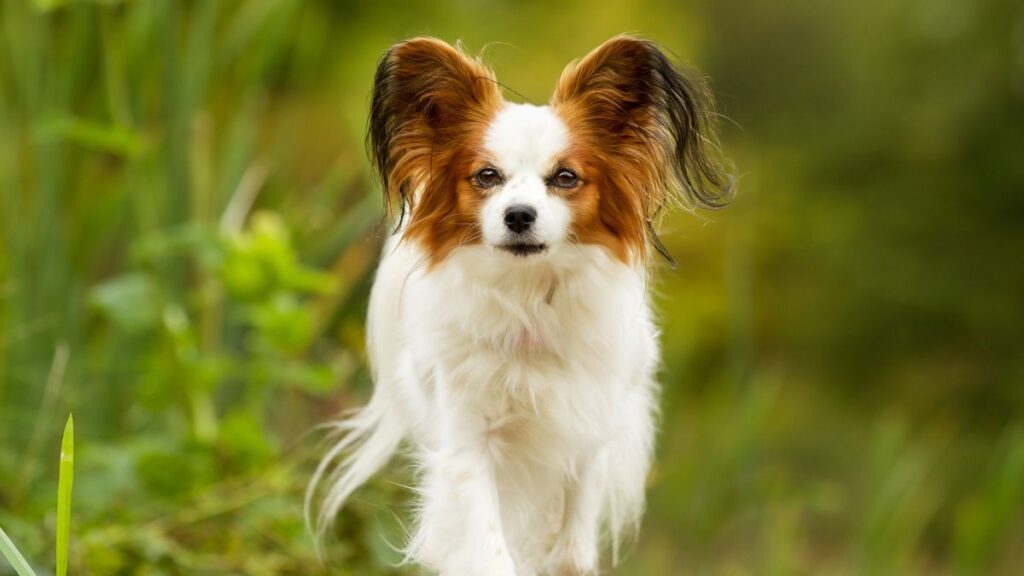 papillion dog