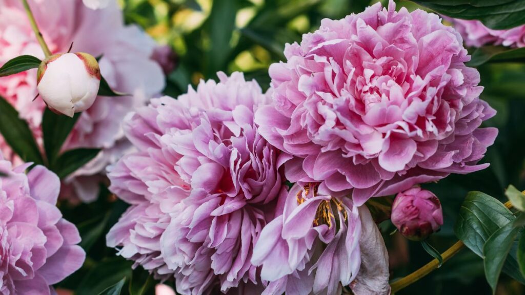 Peony