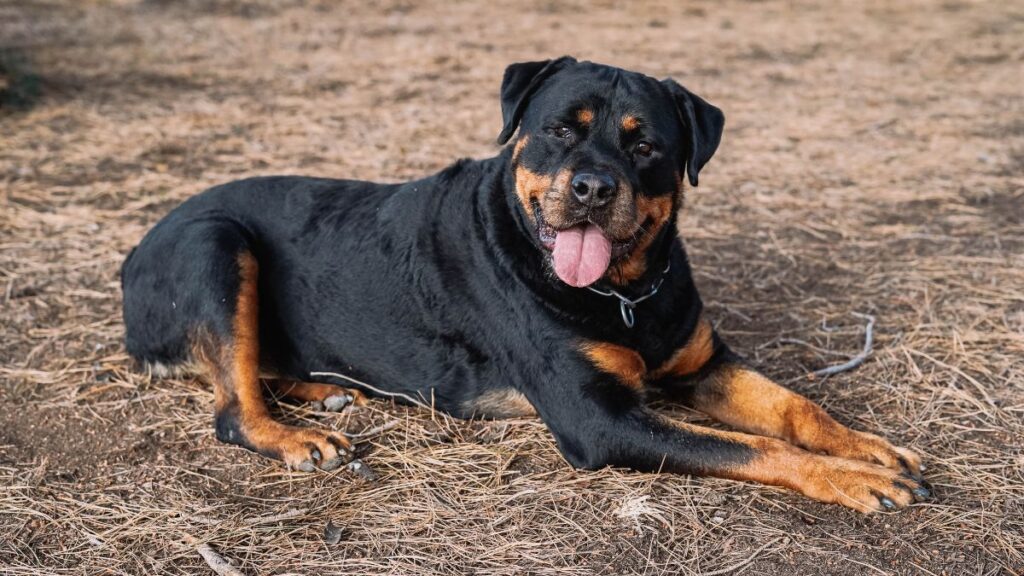 Rottweiler