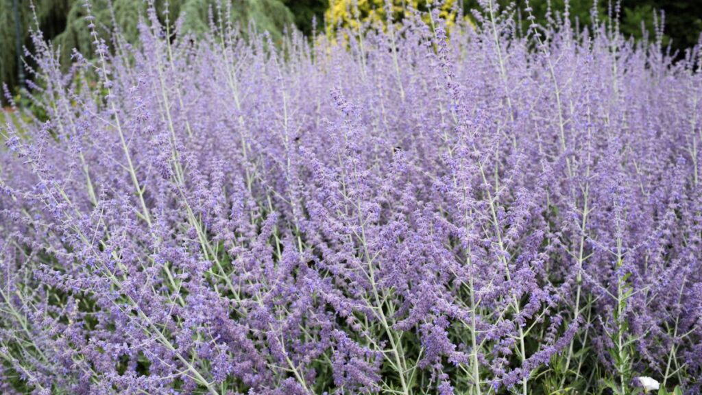 Russian Sage