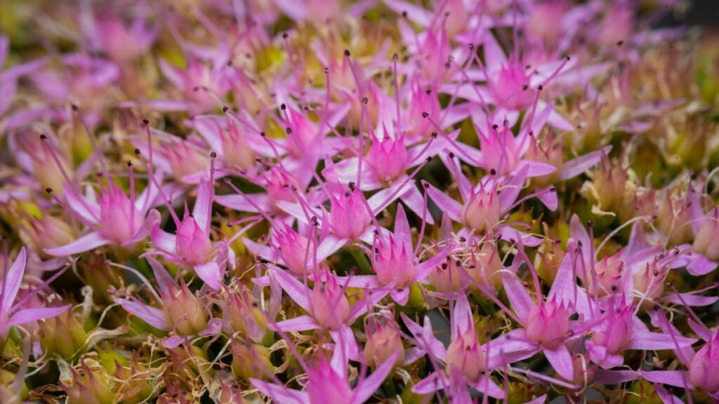 Sedum 