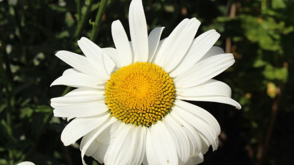Shasta Daisy