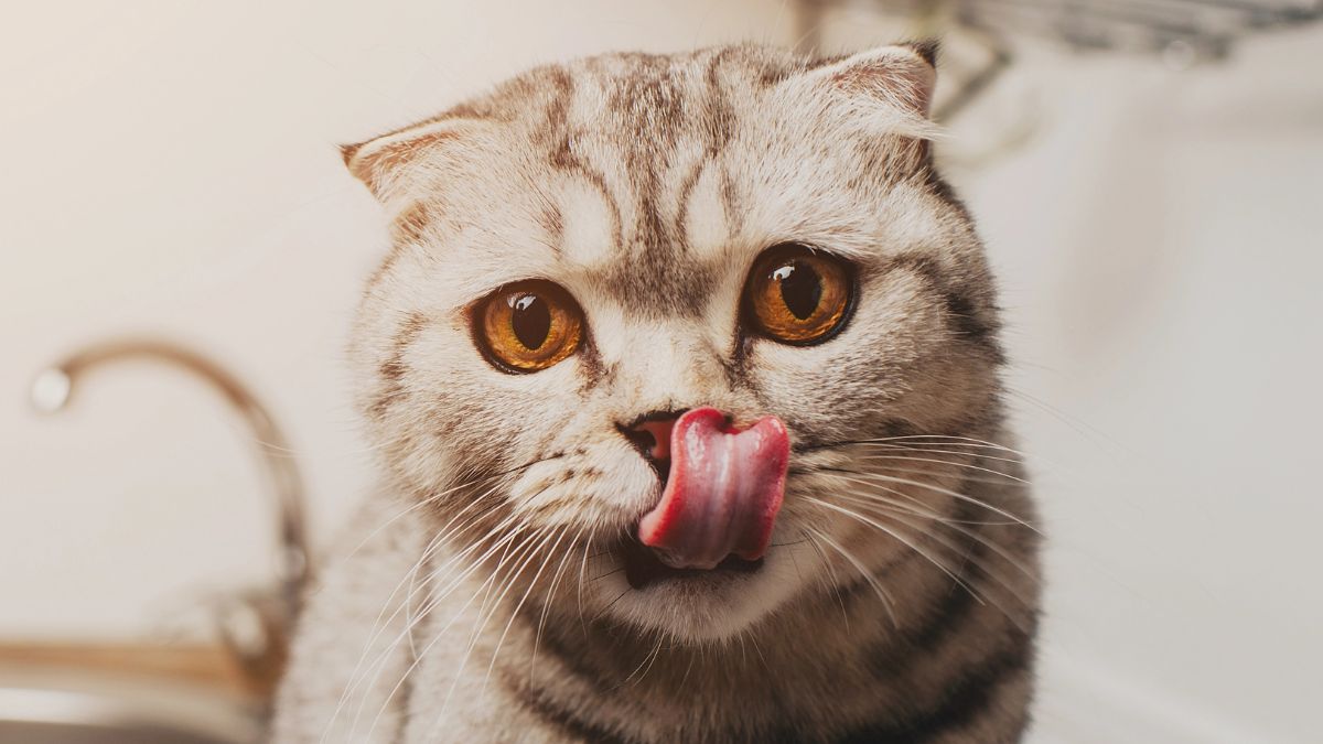 cat licking nose