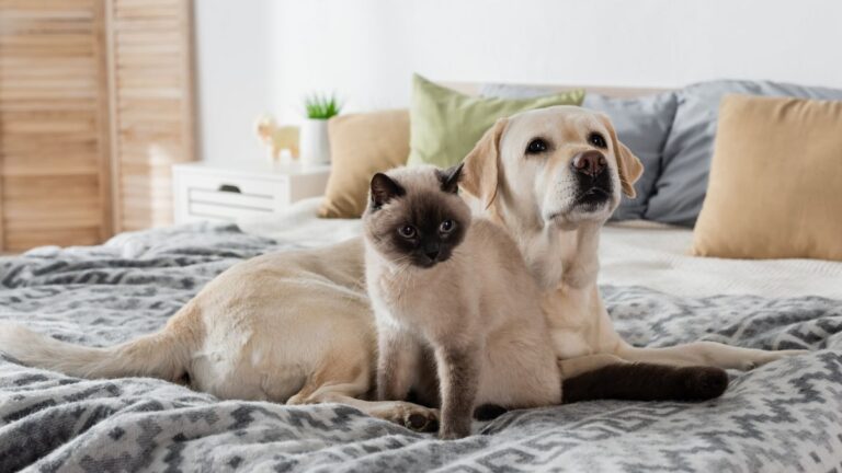 dog and cat on bed