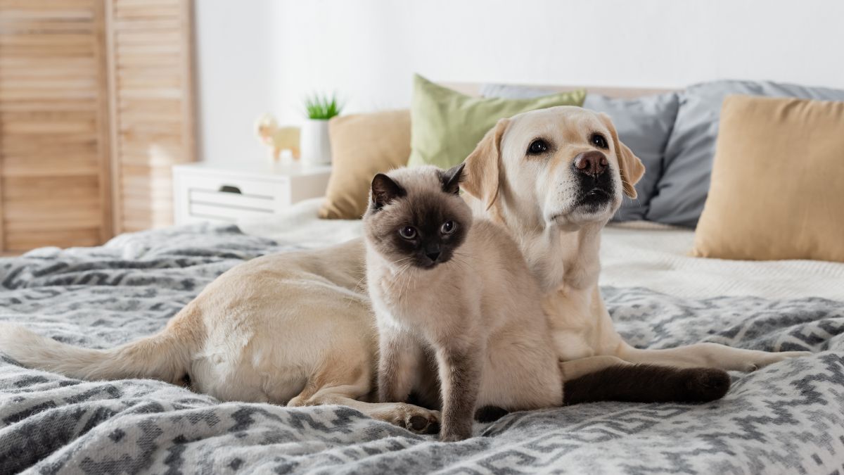 dog and cat on bed