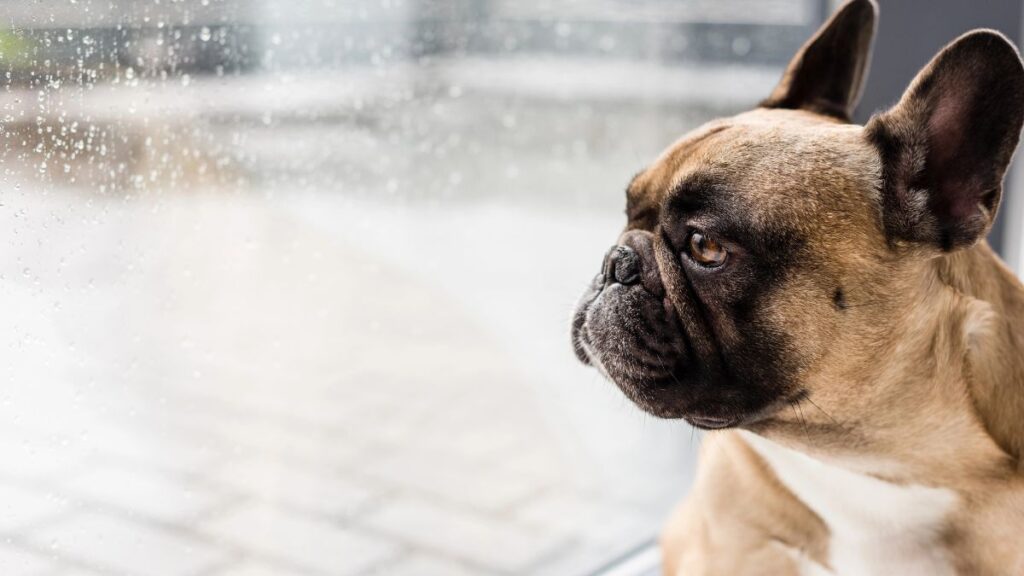 dog looking out window
