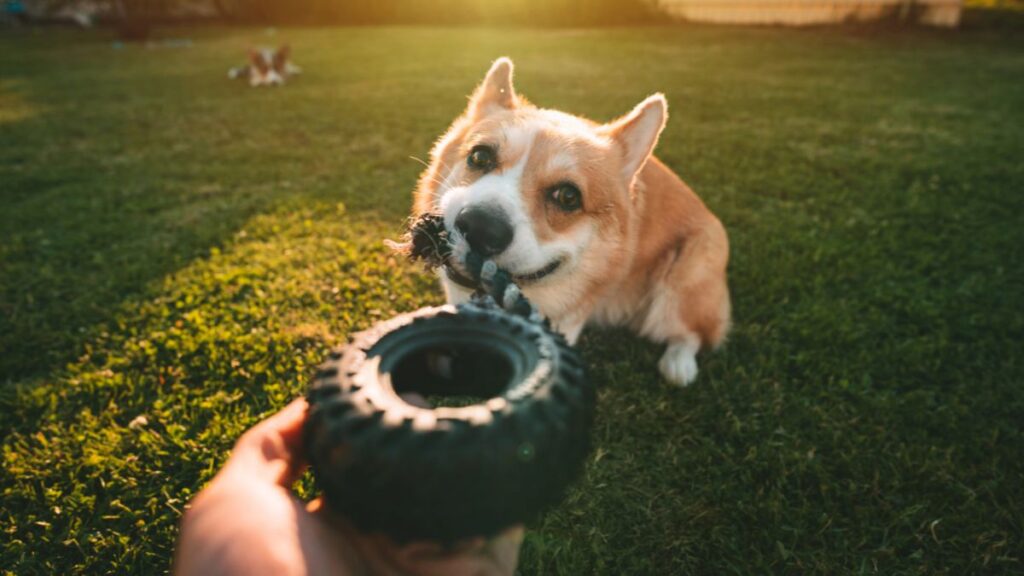 dog playing with rope