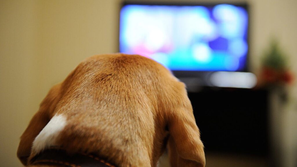 dog watching tv