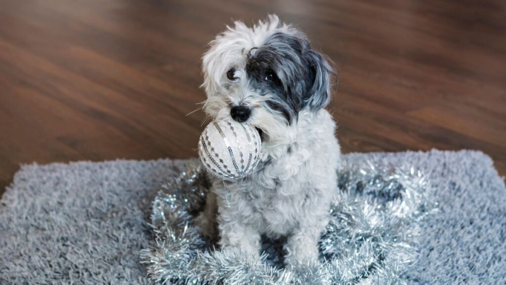 dog with toy ball