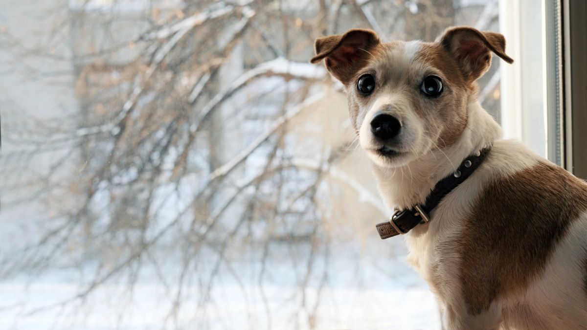 small dog at window