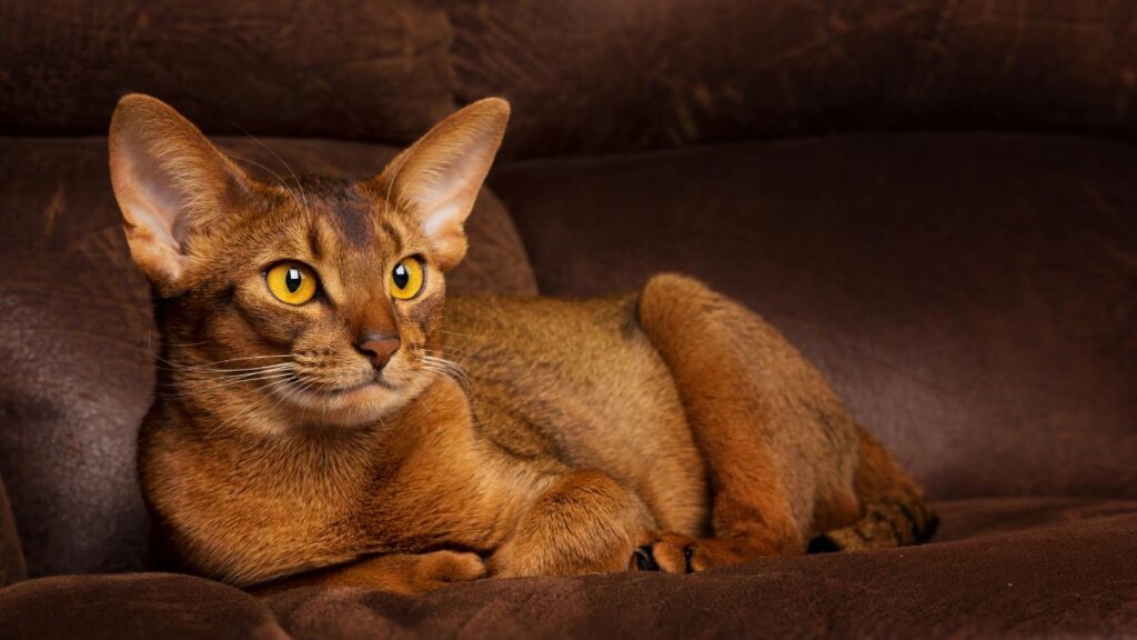 Abyssinian cat