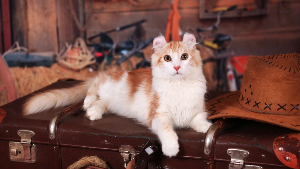 American Curl