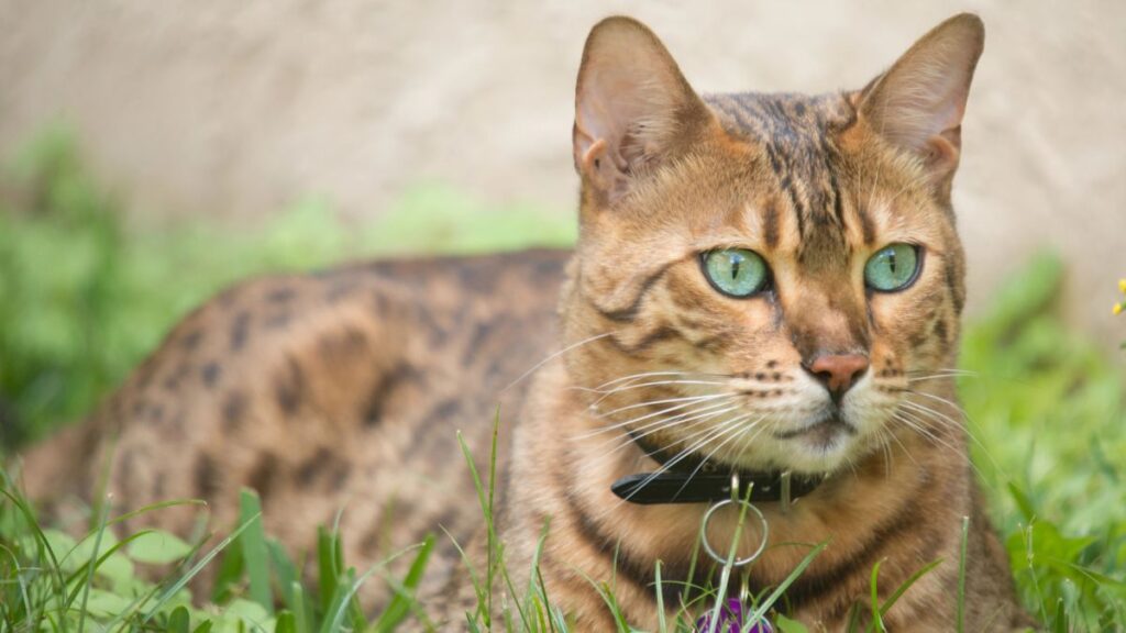 Bengal cat