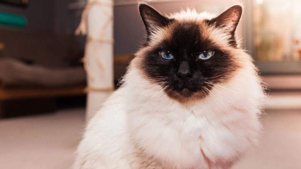 Birman cat