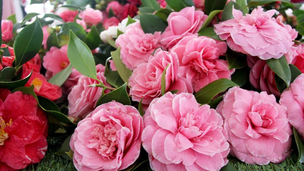 Camellias